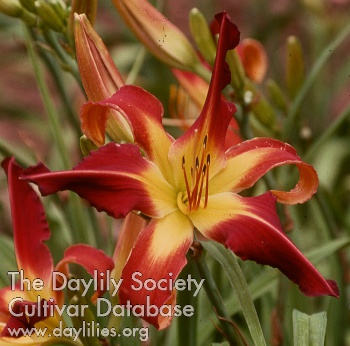 Daylily Red Suspenders